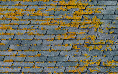 My Roof Has Moss or Algae – How Do I Clean My Roof?