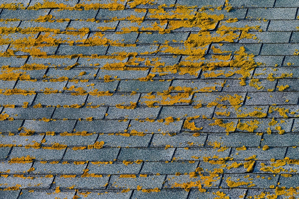 My Roof Has Moss or Algae – How Do I Clean It 1